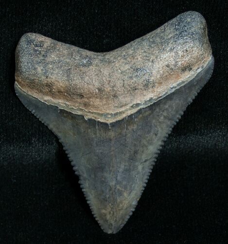 Nice Megalodon Tooth - Peace River, FL #6372
